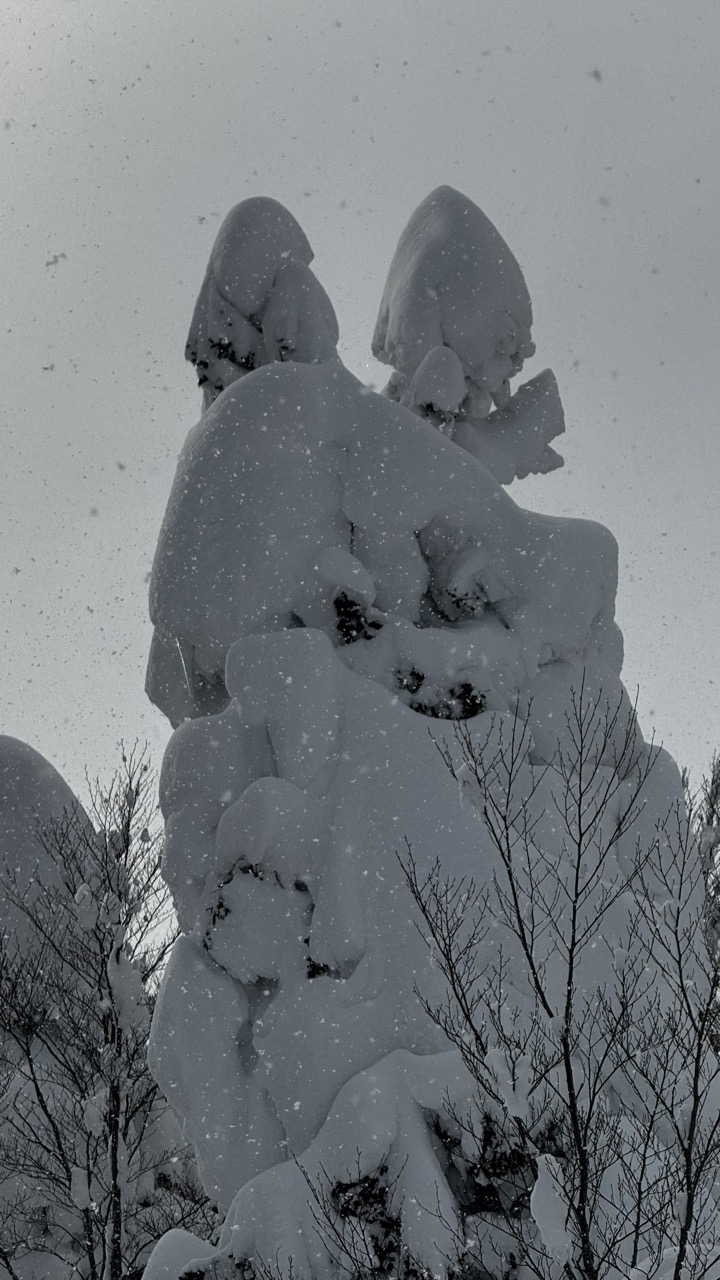 1/30-2/1 八甲田スキー場<br>〜交通障害出るほどの豪雪はどぱう祭り〜